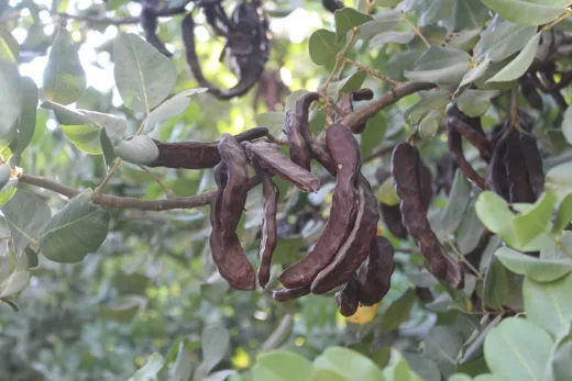 خروب