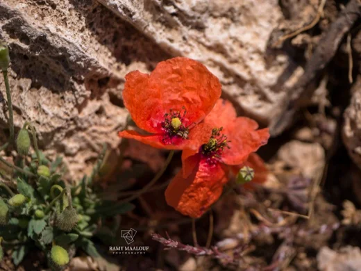 Papaver dubium