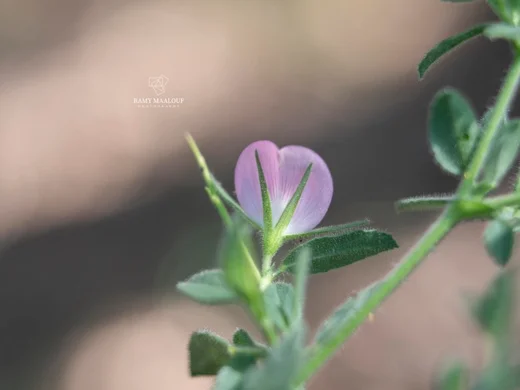 Ononis spinosa subsp. leiosperma