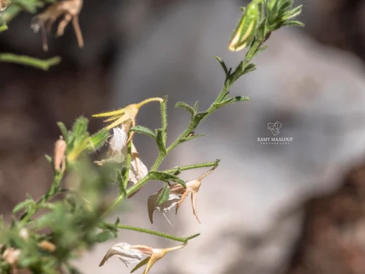 Ononis viscosa subsp. breviflora