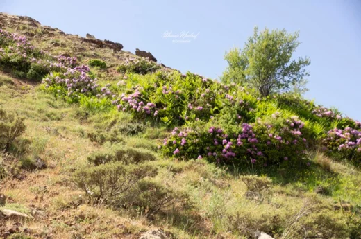 Rhododendron ponticum subsp. ponticum