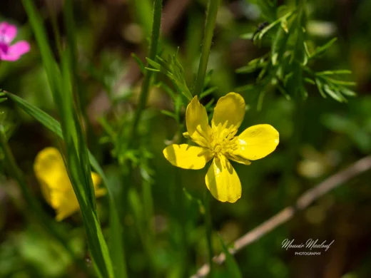 Ranunculus paludosus