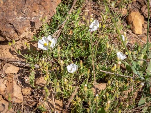 Cistus umbellatus subsp. libani