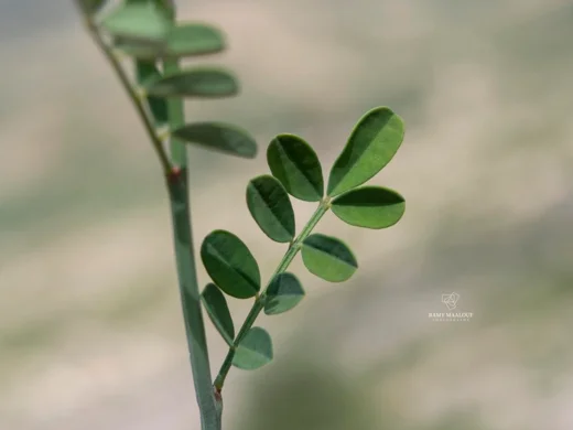 Hippocrepis emerus subsp. emeroides