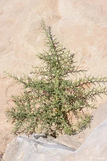 العاقول