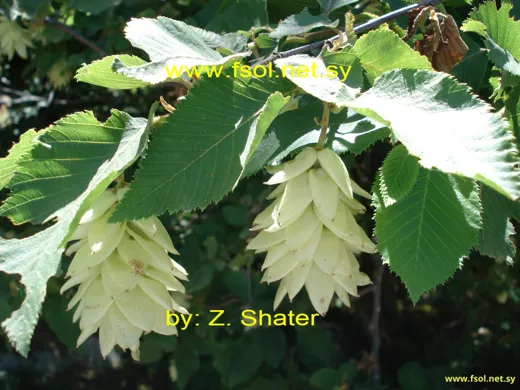 Ostrya carpinifolia