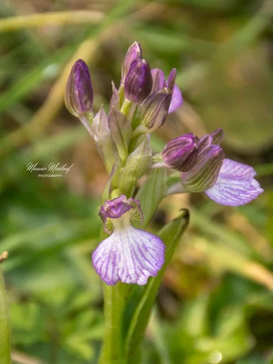 Anacamptis papilionacea subsp. palaestina