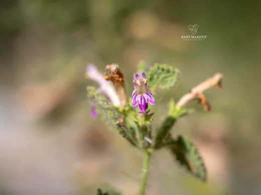 Ballota saxatilis subsp. saxatilis