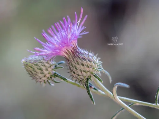 Ptilostemon chamaepeuce