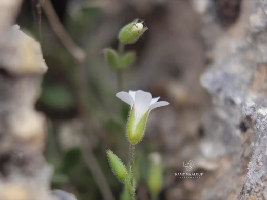 Arenaria deflexa