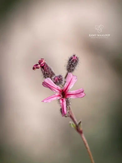 Saponaria pumilio