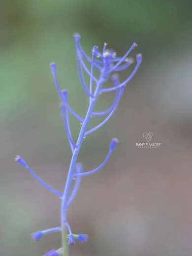 بلبوس وبري