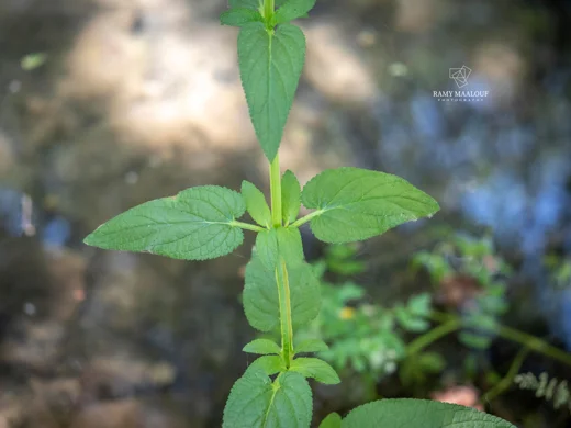 Scrophularia macrophylla