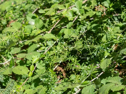 Galium rivale
