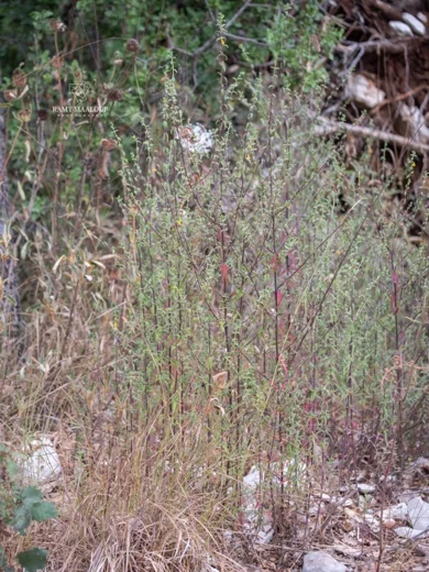 Odontites hispidulus