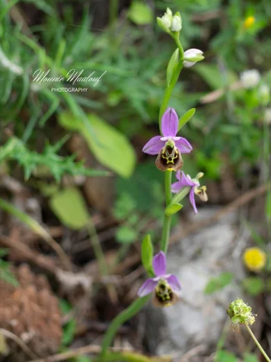 Ophrys fuciflora subsp. libanotica