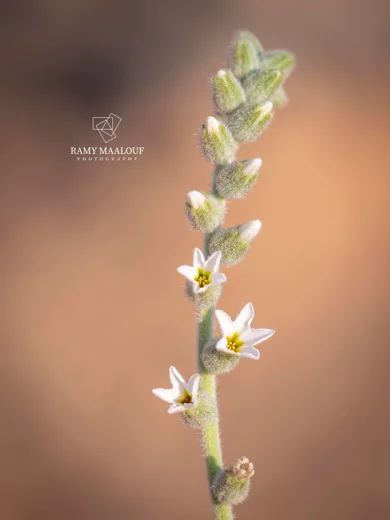 Heliotropium bovei