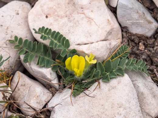 Astragalus nummularius subsp. trichopterus