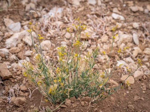 Dichoropetalum depauperatum