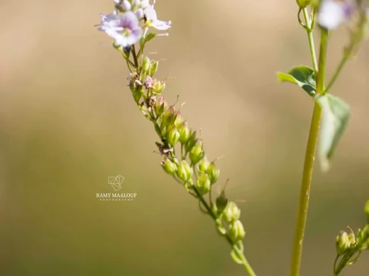 Veronica anagallis-aquatica