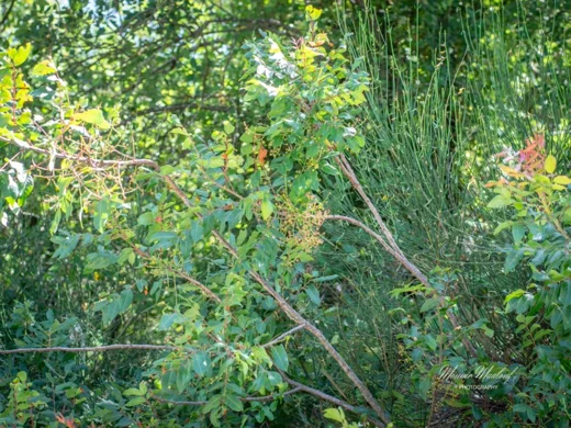 Pistacia terebinthus subsp. palaestina