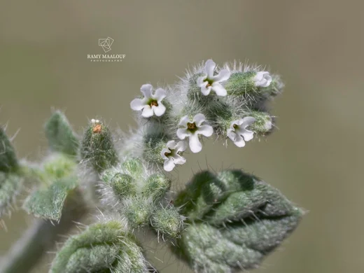 Heliotropium supinum