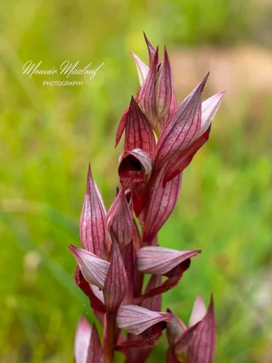 Serapias orientalis subsp. levantina