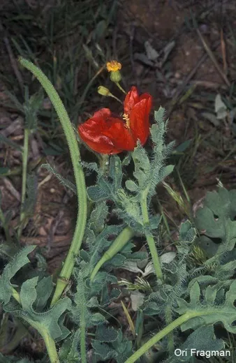 خشخاش البحر