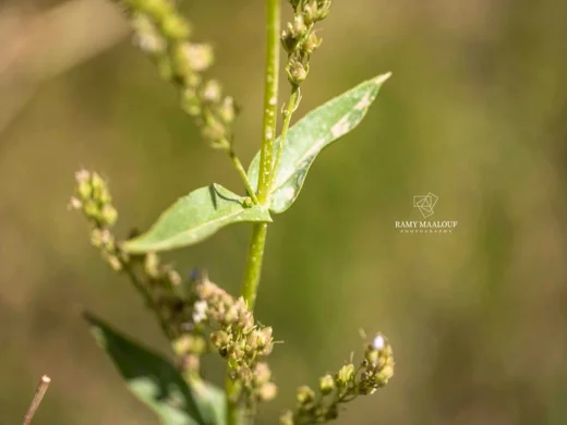 Veronica anagallis-aquatica