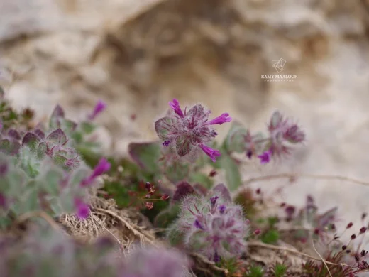 Clinopodium nummulariifolium