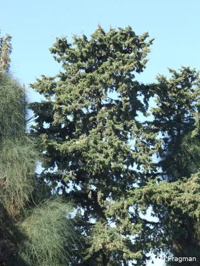 سَرو دائم الخُضرَة
