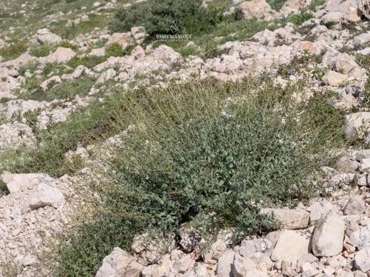 Scrophularia libanotica var. australis