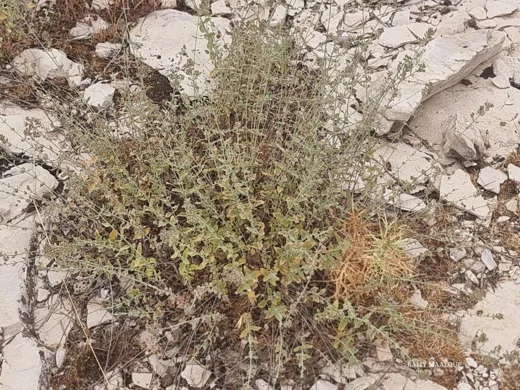 Micromeria fruticosa