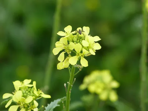 نسب المصنف - غير تجاري 4.0 دولي (CC BY-NC 4.0)- i naturalist.