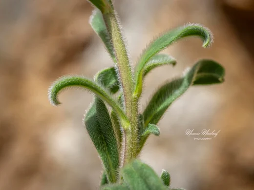 Onosma frutescens