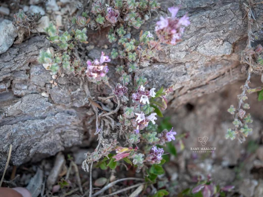 زعتر أبيض الشعر