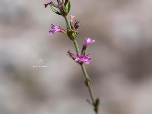 Micromeria juliana