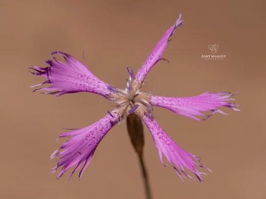 Dianthus orientalis subsp. nassireddinii