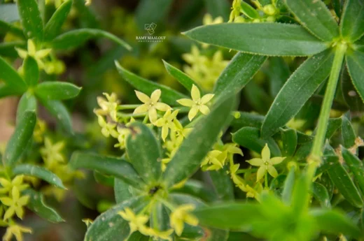 Rubia tenuifolia subsp. doniettii
