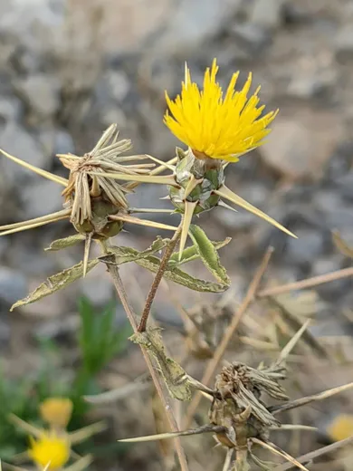 نسب المصنف - غير تجاري 4.0 دولي (CC BY-NC 4.0)- i naturalist.