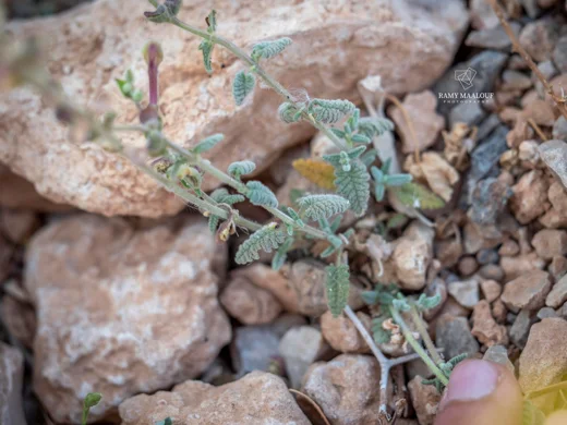 Scutellaria tomentosa