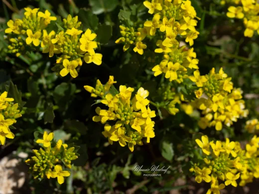 Barbarea brachycarpa subsp. minor