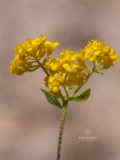 Odontarrhena muralis