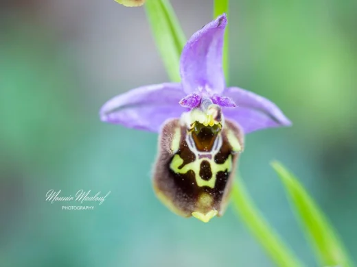 Ophrys fuciflora subsp. libanotica