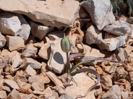 Tulipa humilis var. aucheriana