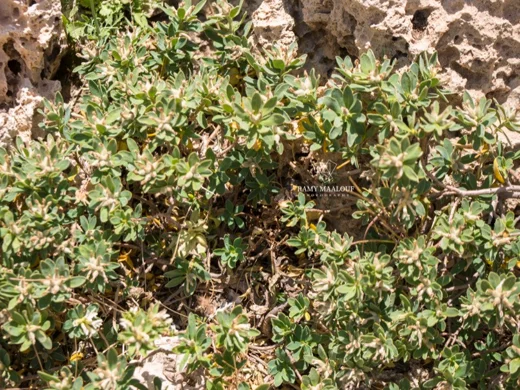 دفنة زيتونية