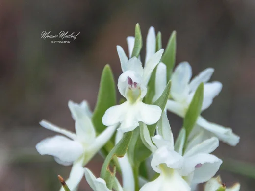 Dactylorhiza romana subsp. romana