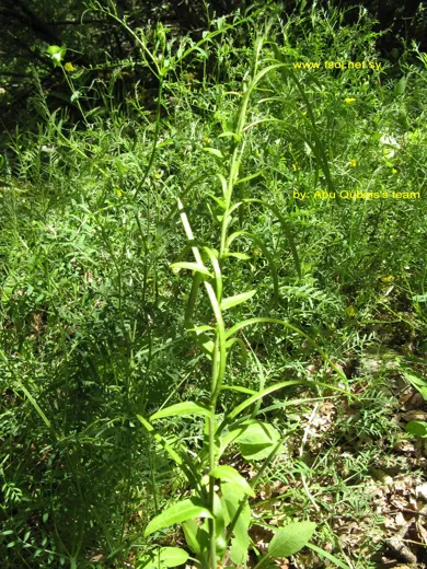 Pseudoturritis turrita