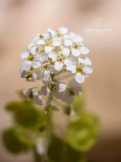 Peltaria angustifolia