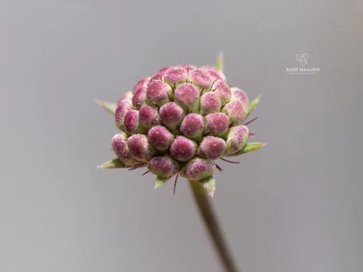 Scabiosa webbiana